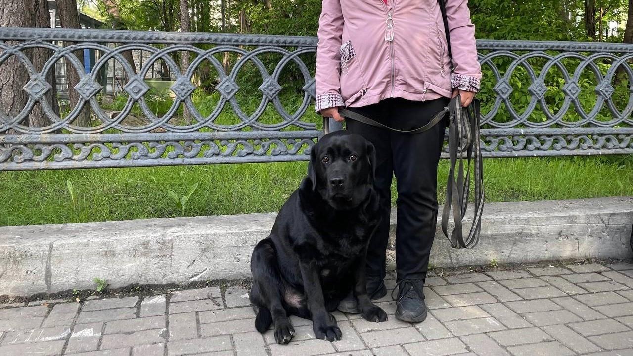 Выплату на содержание собак-проводников для инвалидов по зрению вводят в Мурманской области